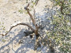 -北海金海湾红树林生态旅游区