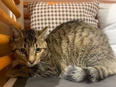-佐罗家宠物馆·猫文化馆(紫霞路店)