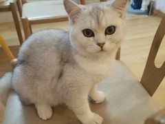 -猫咪派对(江南西店)
