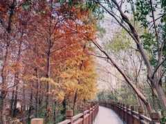 -溱湖国家湿地公园