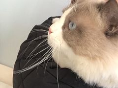 -纳吉亚猫专科动物诊疗中心(蒋宅口分院)