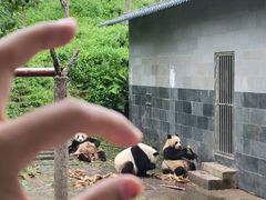 -中国大熊猫保护研究中心雅安碧峰峡基地