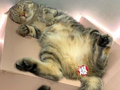 -猫儿山۰猫主题餐厅