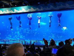 -烟台海昌鲸鲨海洋公园