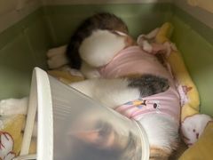 -伟伟宠物医院·CT影像中心·瑞派犬猫综合性门诊(汉口总院)