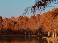 -上海海湾国家森林公园