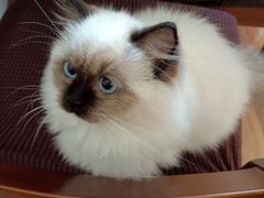 -糯米喵星人总部直营旗舰店·猫舍·幼猫出售