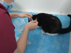 -纳吉亚猫专科动物诊疗中心(蒋宅口分院)