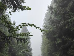 -武陵山森林公园