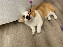 -浣熊柯尔鸭土拨鼠·电玩咖
