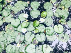 -合肥滨湖国家森林公园