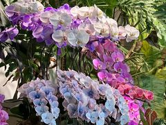 -自由生长植物工作室(深港花卉中心店)