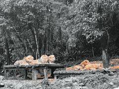 -广州长隆野生动物世界