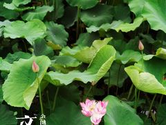 -成都市文化公园