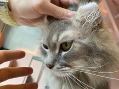-猫儿山۰猫主题餐厅