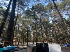 -重庆睡佛山森林公园