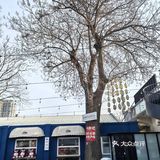 📌梧桐树下的咖啡☕｜不光香还超级浪漫