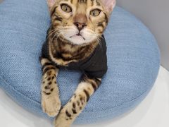 -糯米喵星人·撸猫猫舍咖啡馆(西市场嘉华店)