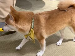 -逗柴咖啡屋·狗咖猫咖宠物桌游