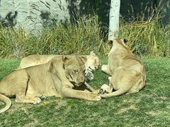-北京野生动物园