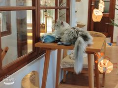 -猫小主咖啡·猫咖cat cafe(福田店)