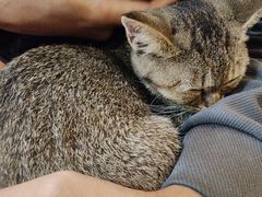 -楼上猫咖(罗湖店)