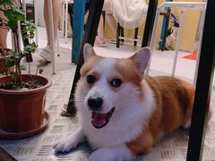 -小梁哥云吞面(黄贝岭店)