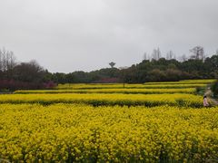 -杏花村文化旅游区