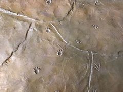 -猫猫幼稚园·撸猫·桌游·电玩