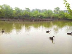 -溱湖国家湿地公园