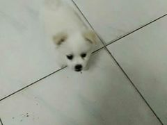 -芭比堂动物医院·犬猫全科·异宠专科(雁塔分院)