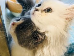 -1013 PET SHOP 宠物商店(近铁城市广场店)
