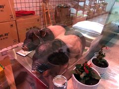 -小稻田辣椒炒肉(大浪商业中心店)