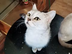 -more than meow吴止猫主题餐厅(承德 中船汇店)