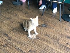 -盛天毛血旺非遗美食(观音桥店)