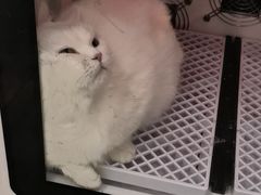 -1013 PET SHOP精品宠物商店(丁香店)