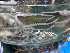 -蓝珊甄选海鲜自助·火锅大排档(近阿那亚店)