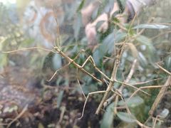 -上海昆虫博物馆