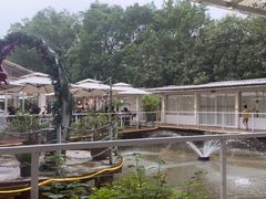 -芭厘农庄老字号·清远鸡