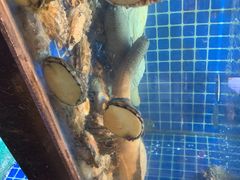 -徽三说·土徽菜·中国徽菜连锁品牌(一中店)