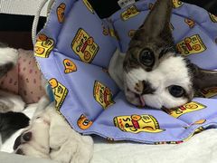 -纳吉亚猫专科动物诊疗中心(蒋宅口分院)