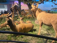 -国家自然博物馆