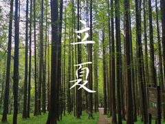 -武陵山森林公园