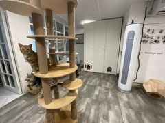 -楼上猫咖(罗湖店)