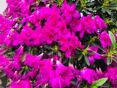 -上海鲜花港