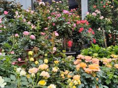 -金科花卉市场