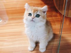 -猫十亿·布偶金渐层·曼基康矮脚猫舍(青年路店)