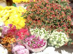 -曲阳花鸟市场(曲阳路店)