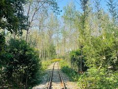 -合肥滨湖国家森林公园