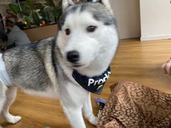 -Husky Go! 哈士奇体验馆·宠物咖啡厅狗咖